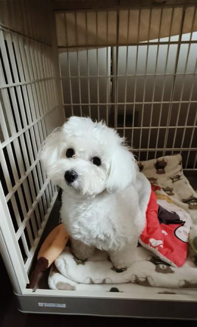 快新聞/如何維護毛小孩健康?生病吃藥還不夠 挑選寵物食品應注意5件事