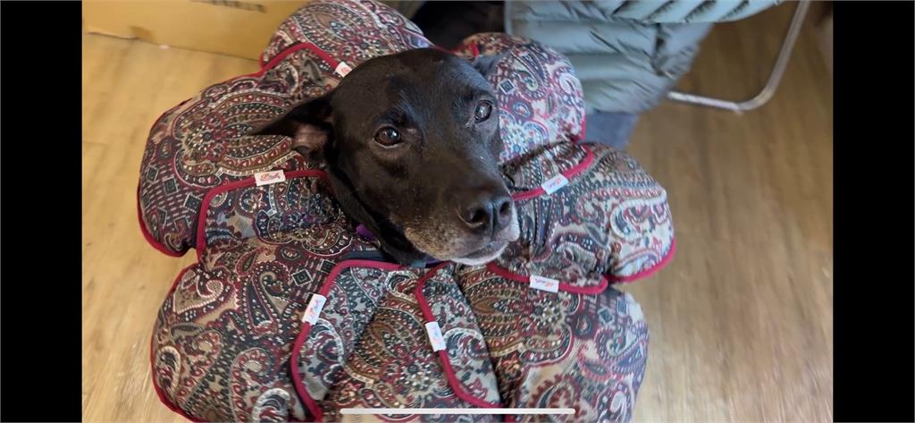 淡水狗明星「流氓」因展演遭沒入 原飼主喊冤盼撤銷處分