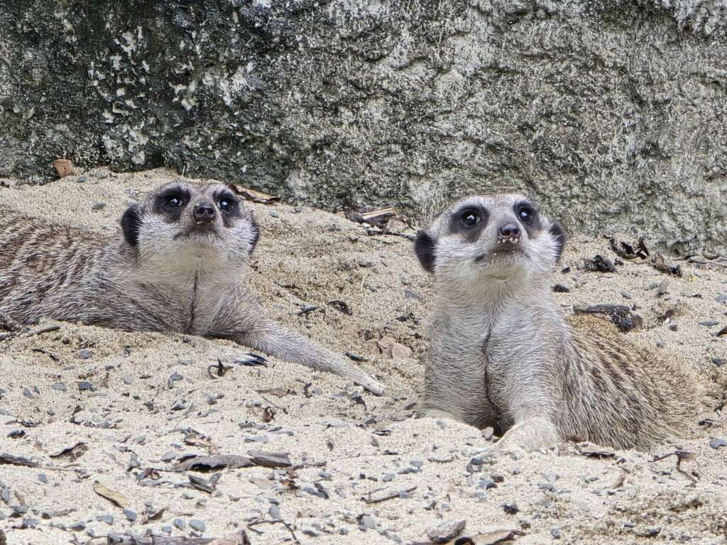 快新聞/萌萌的守護者! 壽山動物園最新打卡點2米高狐獴亮相