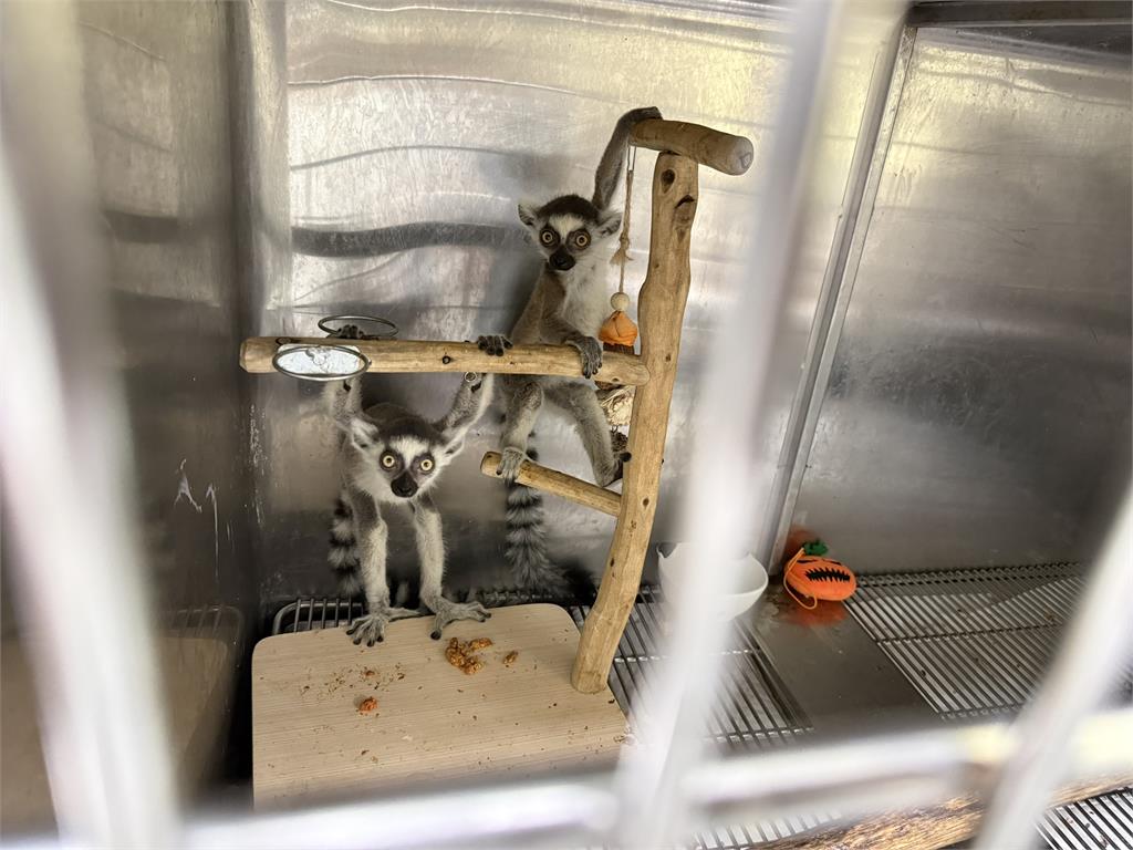 非法販售5隻「瀕危動物」　中和宮廟停車場攔截交易