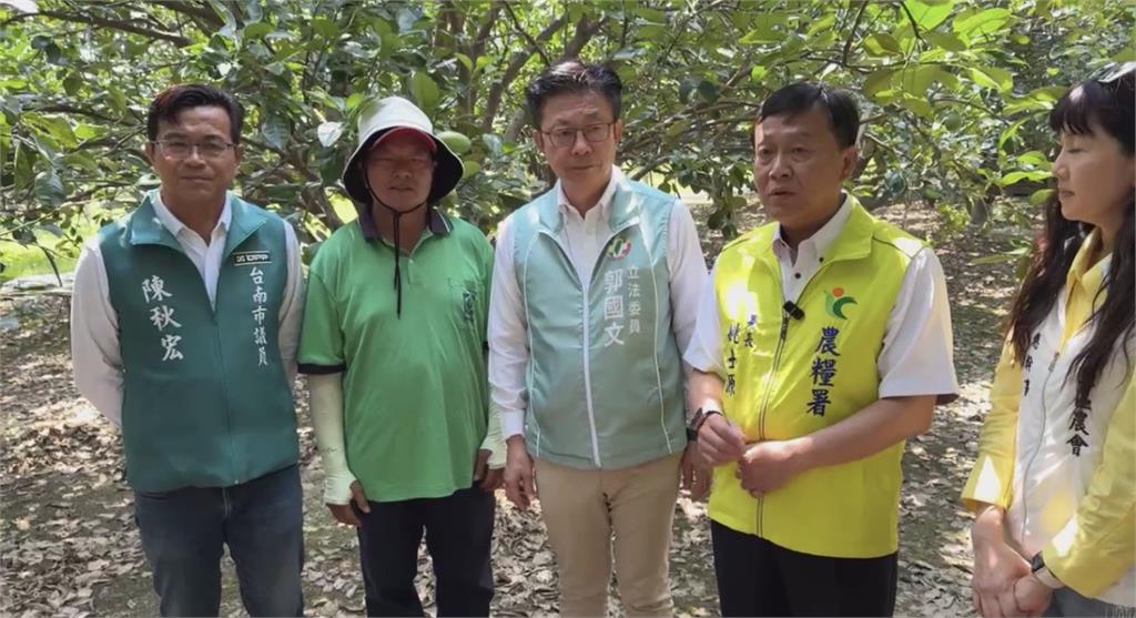 春雨少！　台南麻豆文旦收成重創　著果率「剩１到２成」農民哀嚎