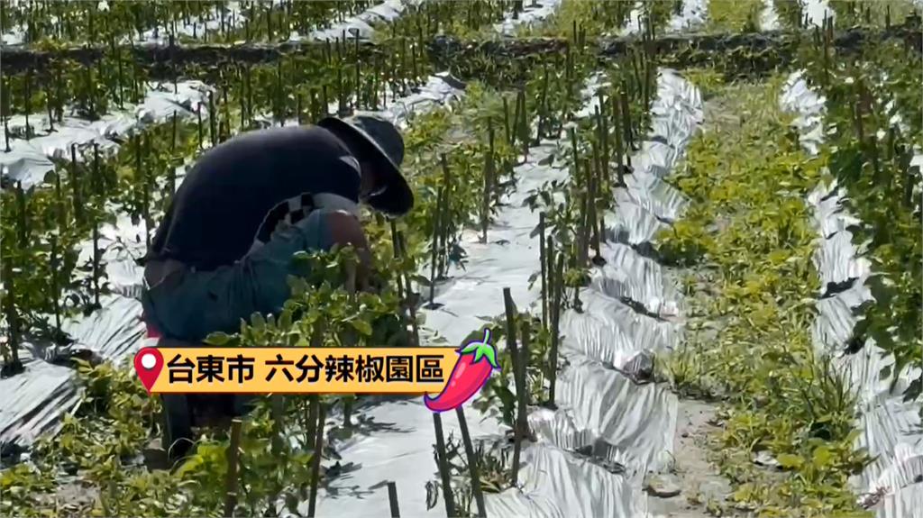 康芮近逼台灣! 花東漁船進港避颱、釋迦農忙授粉