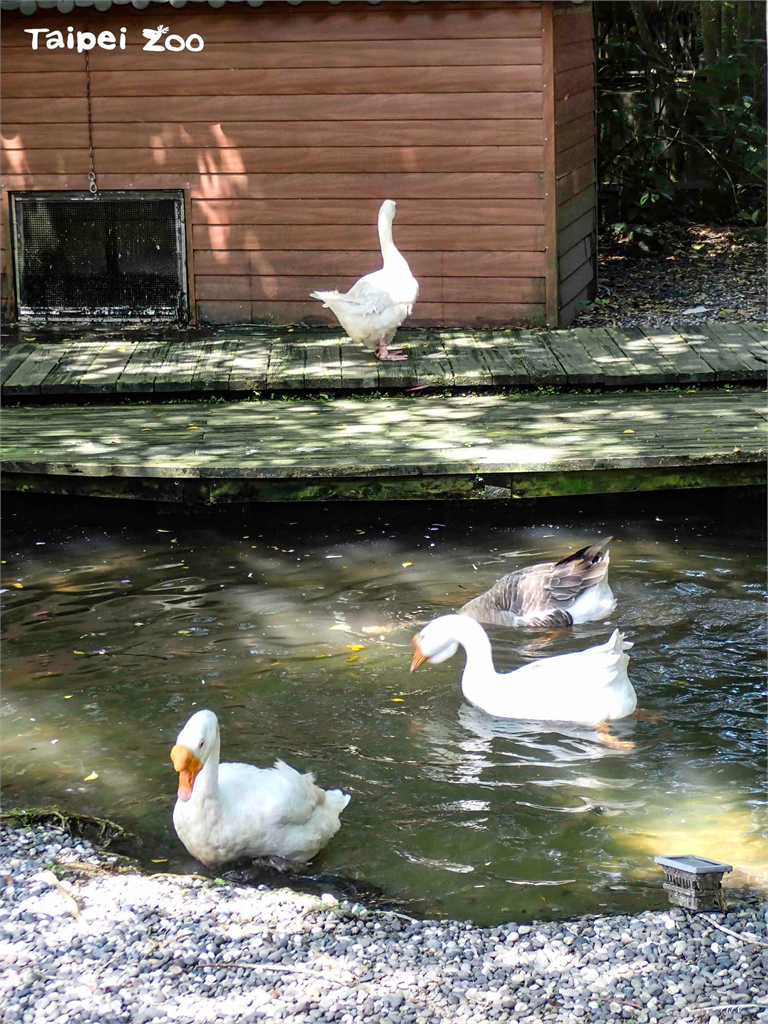 羽毛超髒「醜小鵝」被鵝群排擠、生病了？北市動物園：牠不敢下水洗澡