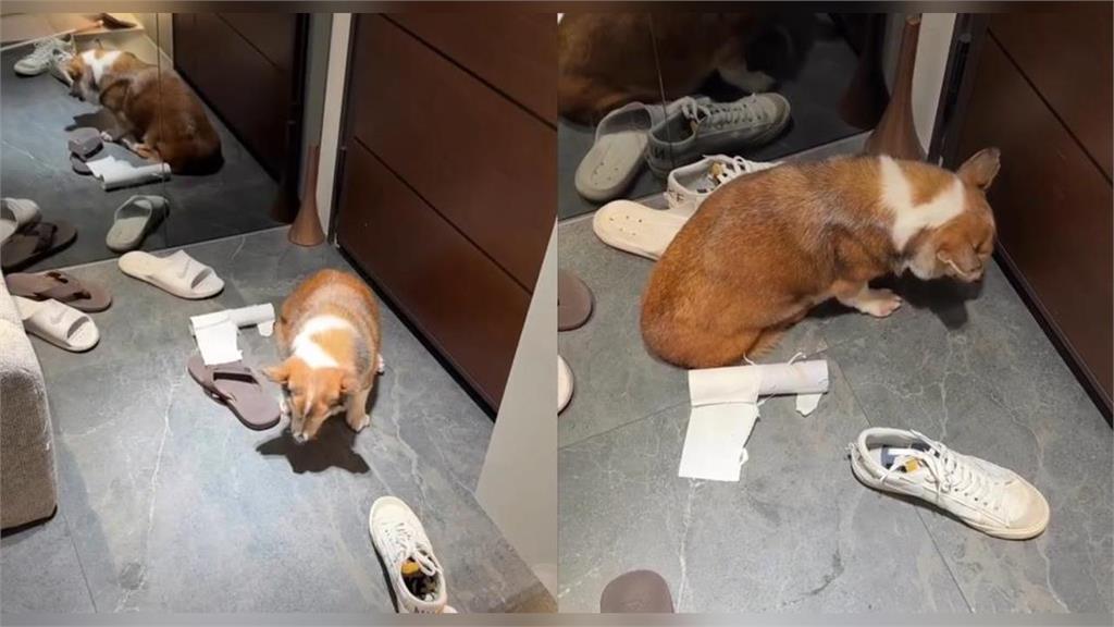 快新聞/涉虐年邁柯基慘了!飲料店主到案稱「這原因」失控 動保處出手了