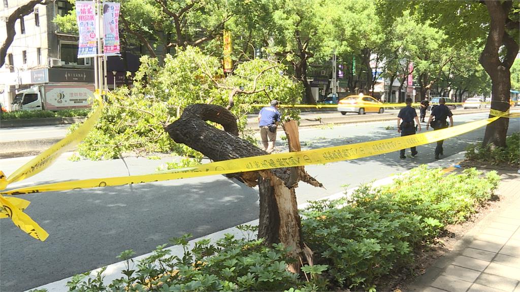 恐怖！北市中山北路路樹倒　67歲男騎車遭砸身亡
