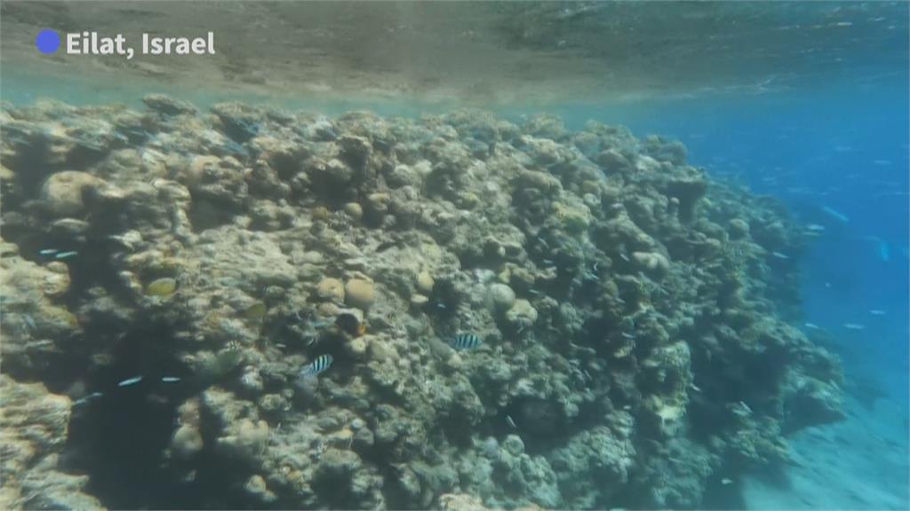 海膽染致命疾病大量暴斃　紅海珊瑚礁陷危機