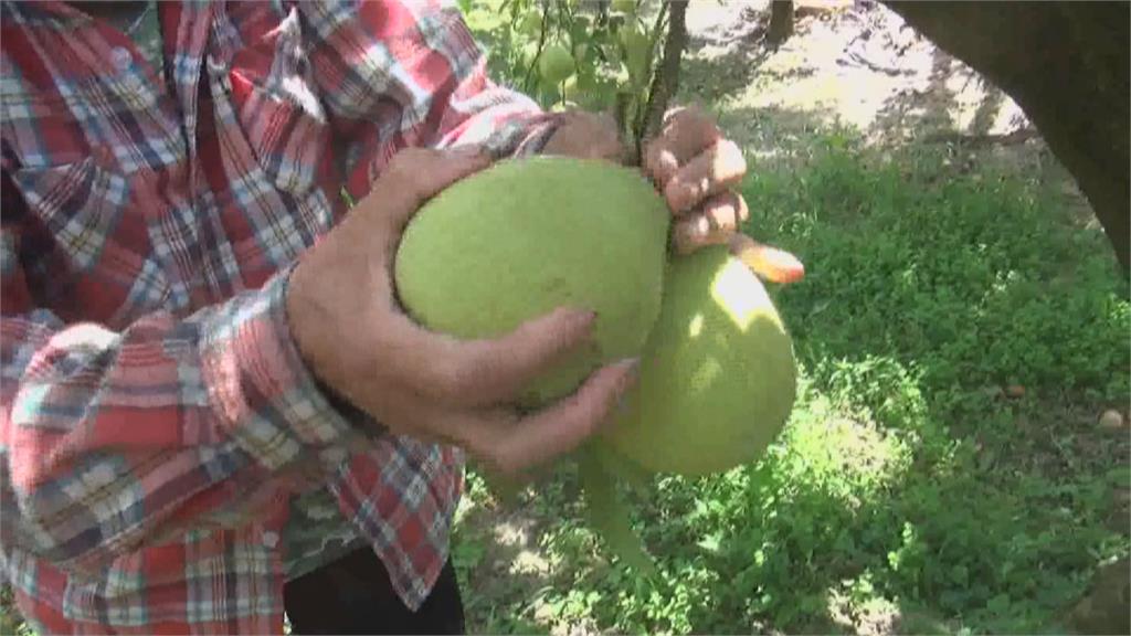 鶴岡文旦外銷上海、福建 花蓮果農忙採收