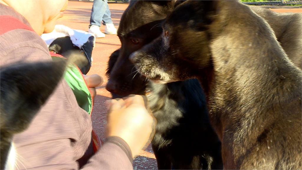 新北８間動物之家收容上千貓狗　品種貓狗無人收養