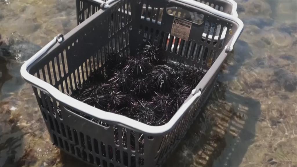 神奈川海邊海膽過多影響生態 研究員撿來繁殖再賣出