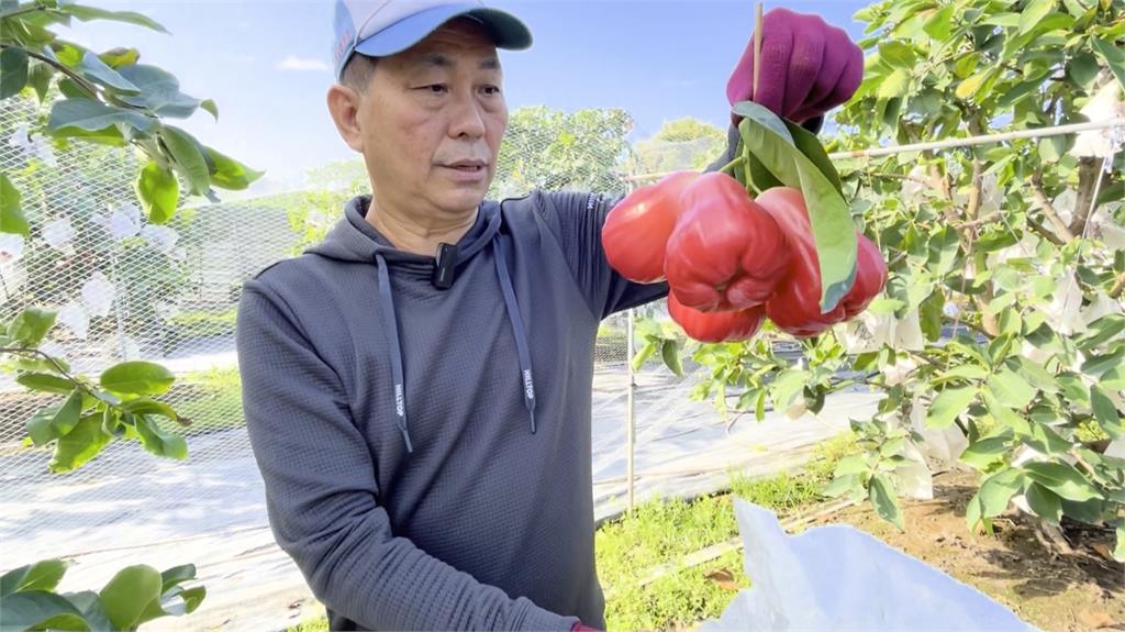 蓮霧大王20年研發數十種新品種　改良精進打造「蓮霧王國」