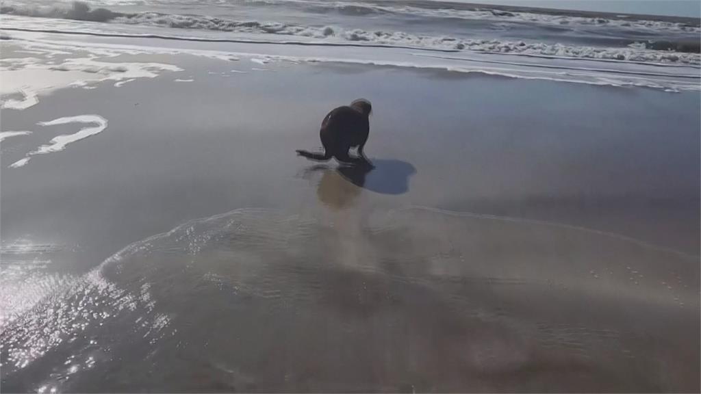 小海獅遭塑膠垃圾割傷喉嚨　獲救養傷已痊癒！重返大海
