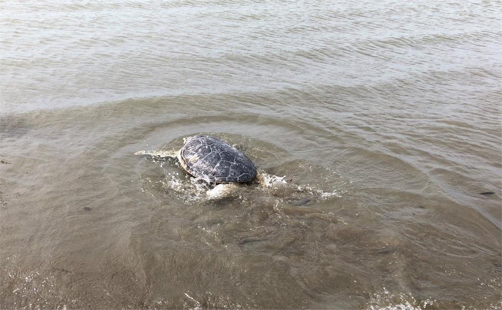 綠蠵龜擱淺照X光發現「胃有異物」　照顧6個月長胖重回大海懷抱