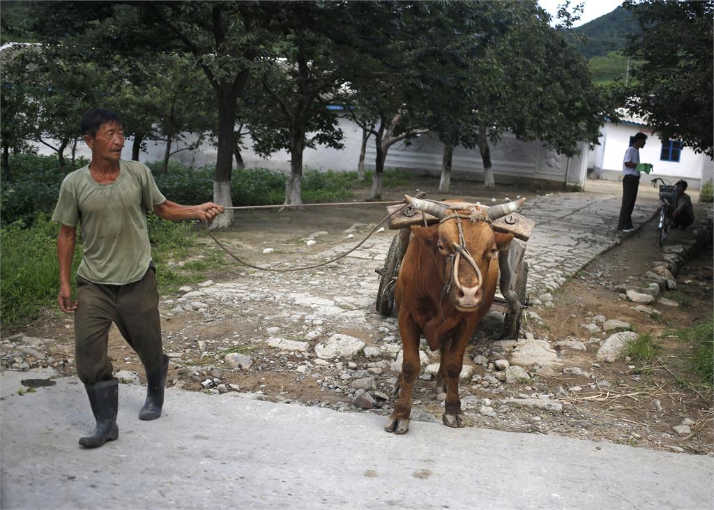 偷賣牛肉GG！北朝鮮9人遭「1手法」公開處決　2.5萬居民被迫圍觀