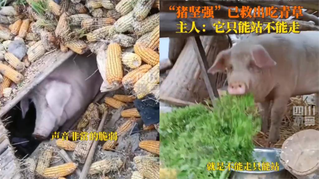 「豬堅強」震後遭埋廢墟45天倖存!飼主見牠狂抖暴哭:水一口都沒喝
