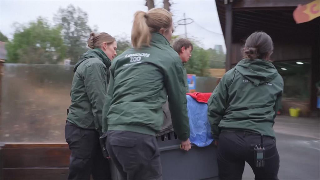 好萌！　倫敦動物園水豚搬新家　配有恆溫休息室、泥巴浴