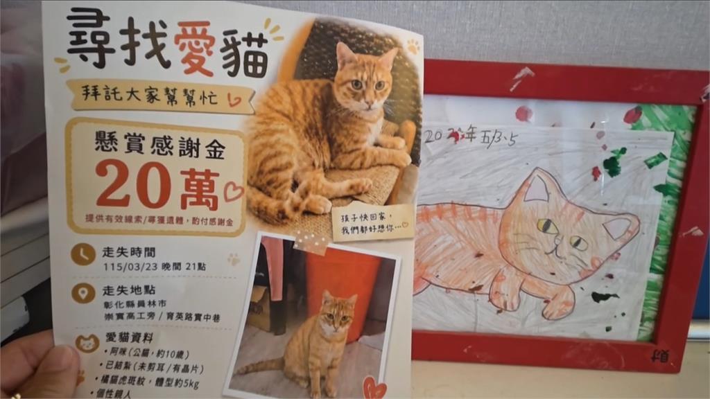 彰化橘貓「阿咪」走失4個多月　飼主祭「20萬獎金」盼眾人協尋