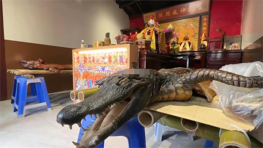 屏東廟會供桌驚見「一整隻鱷魚」信眾嚇傻!宮主揭要價上萬:拜完炒三杯吃
