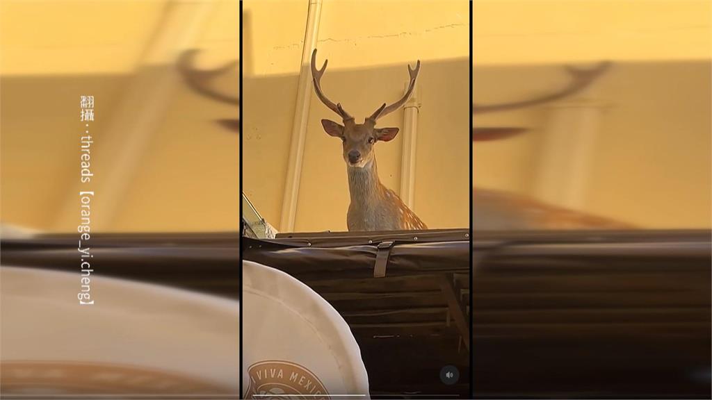 墾丁梅花鹿數量過多! 地方出動「人道捕獸夾」捕捉圈養