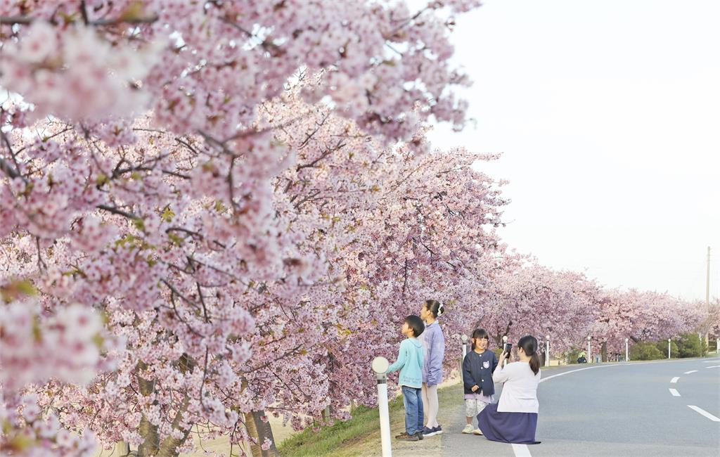 日本氣溫回暖！　靜岡縣「河津櫻」盛開　民眾拍照打卡