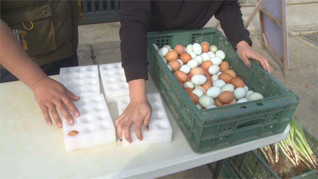 雞場放養母雞 沒有蛋荒 民眾直奔買蛋