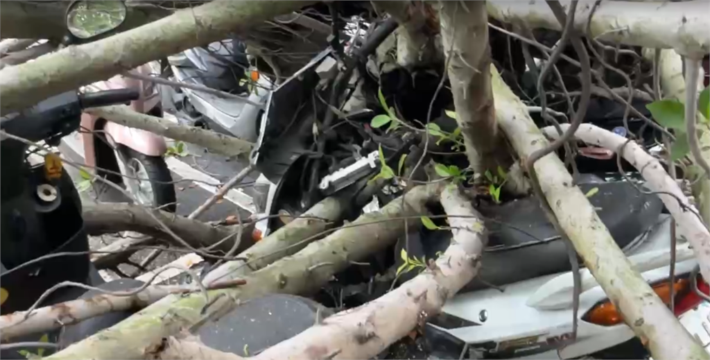 新竹後火車站路樹倒塌 15台機車遭殃被壓