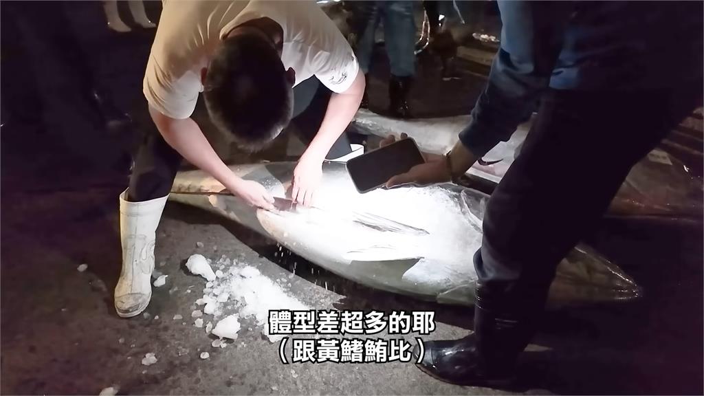 從凌晨吃到中午!她嚐夢幻黑鮪魚套餐 「現殺魚料理嗑到爽」嗨喊:好幸福