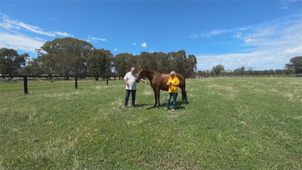 澳洲動物療法夯！　牧場提供牛、馬陪伴幫助放鬆