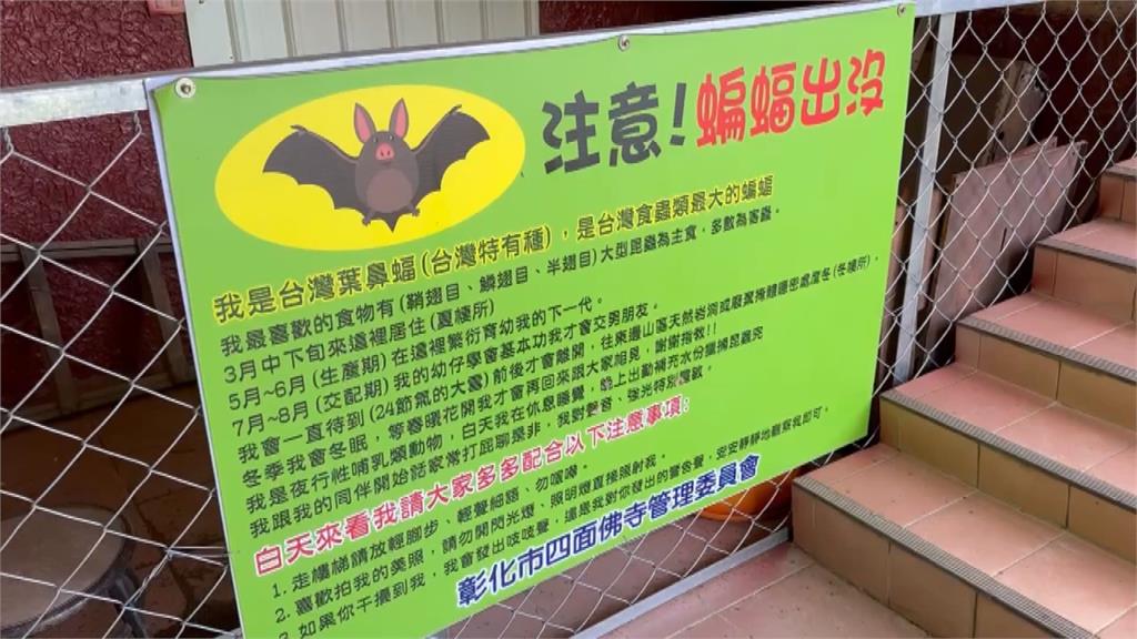 新奇！鳳頭蒼鷹「倒掛金鉤」捕獵熟睡中葉鼻幼蝠　