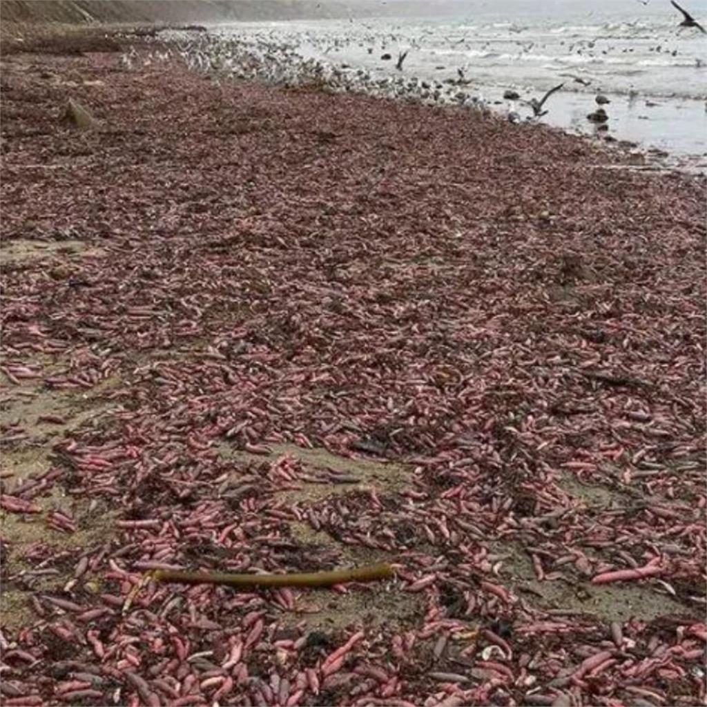 大量「肉色棒狀魚」被沖上岸！海灘滿滿長條物　當地人看了超尷尬