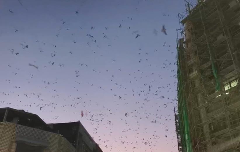 苑裡「萬燕齊發」發出嘈雜聲　醫院受干擾.路人躲黃金雨