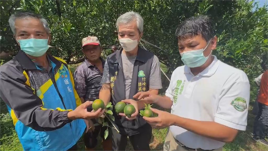 竹崎鄉柑橘嚴重曬傷 果農欲哭無淚:60年來最嚴重