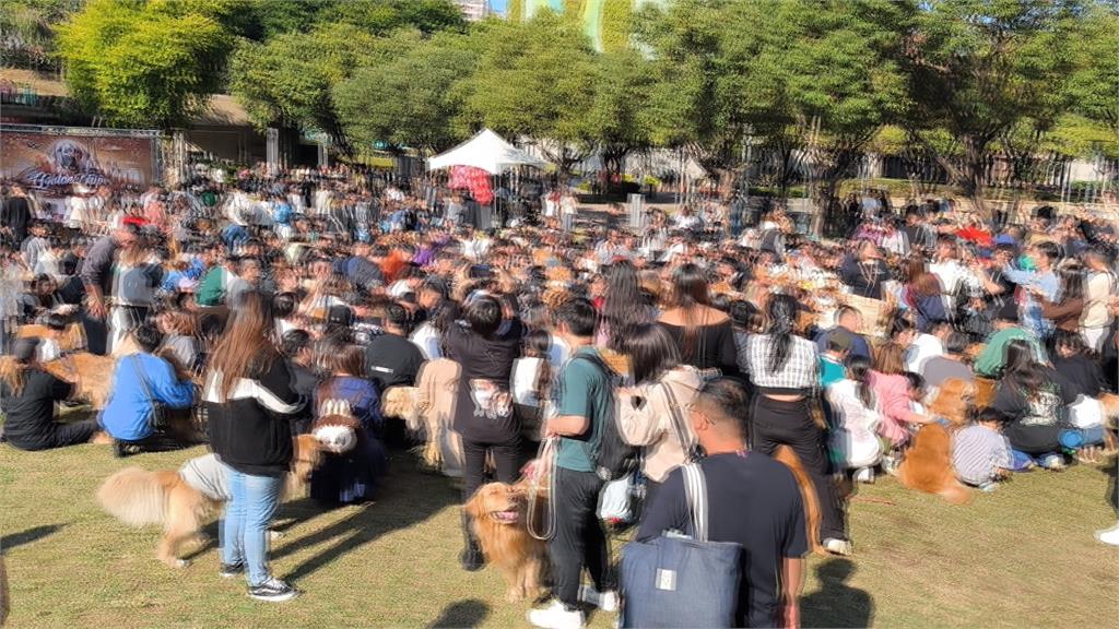 狗派看這邊 黃金大集合! 超過300隻黃金家族齊聚