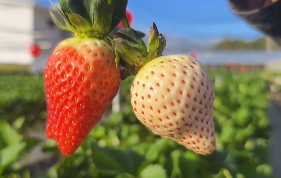 像妳一樣甜！　大湖種出日本「白」草莓一顆120元~150元