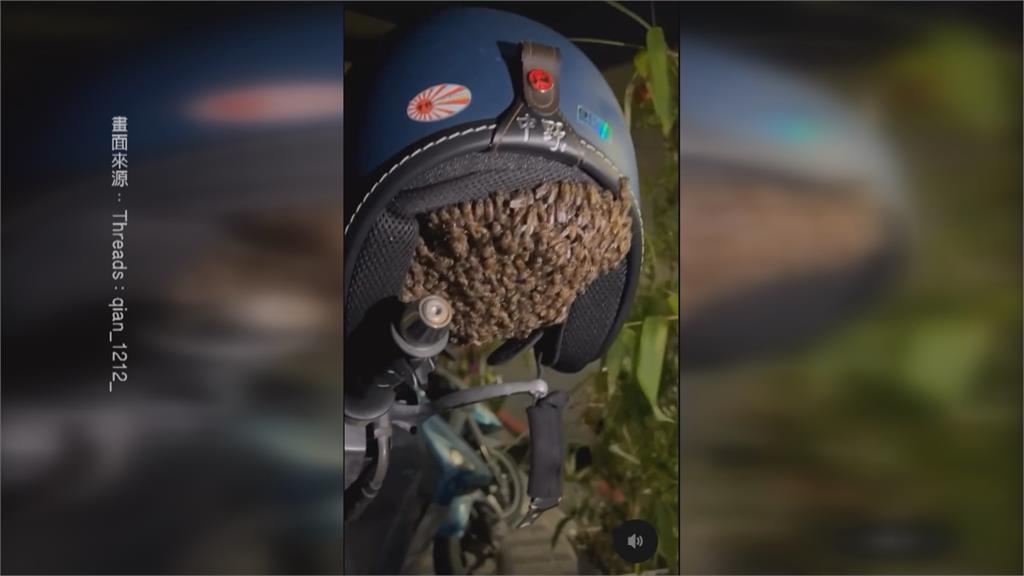 台南機車騎士出門驚見「安全帽內塞滿蜜蜂」 原來是這個原因