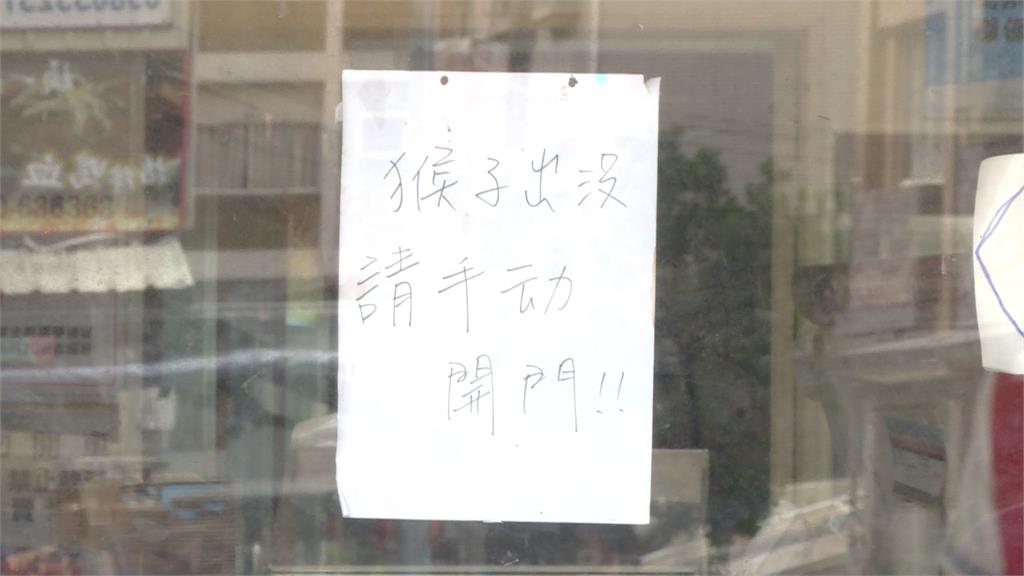 台灣獼猴群入侵高雄住宅區 囂張爬屋頂、爽吃霸王餐