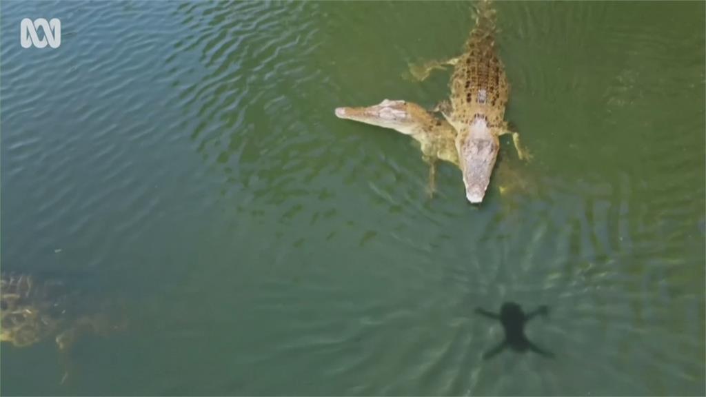 空拍動物中招！無人機直接被鱷魚咬爆