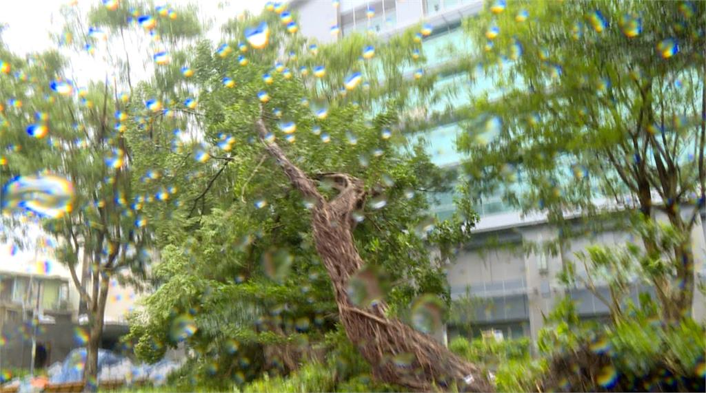 北投一日數起路樹倒塌！　公園處同仁被壓傷幸無大礙