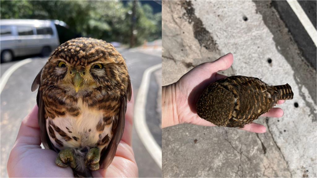 車停路邊「憤怒鳥」車頂霸位!畫面流出「超萌一粒」私下真面目超凶猛