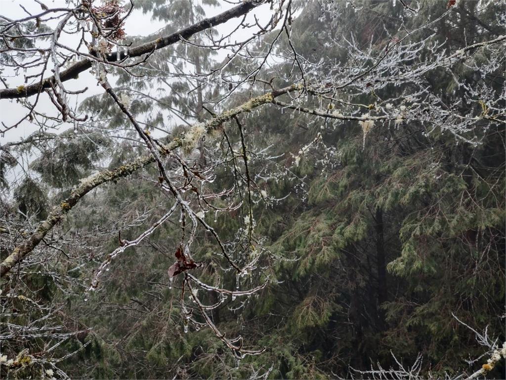 快新聞／寒流報到！宜蘭太平山樹葉結霜　氣溫0度未降雪