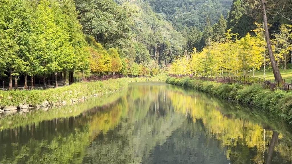 杉林溪楓葉紅了! 遊客上山追楓 讚如北國風情