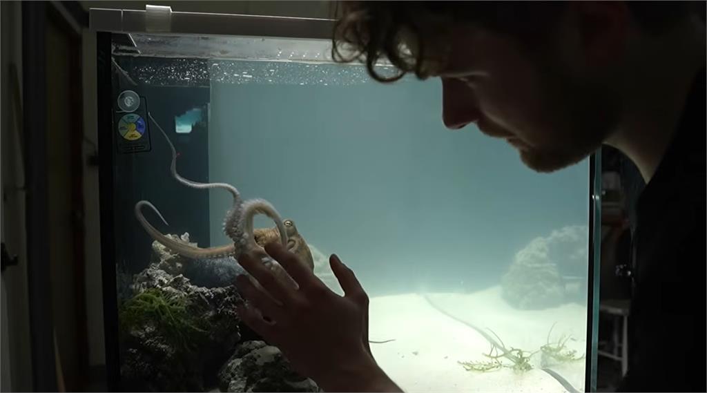 瑞典音樂家買章魚回家訓練!僅花6個月竟「會彈Baby Shark」驚呆570萬人