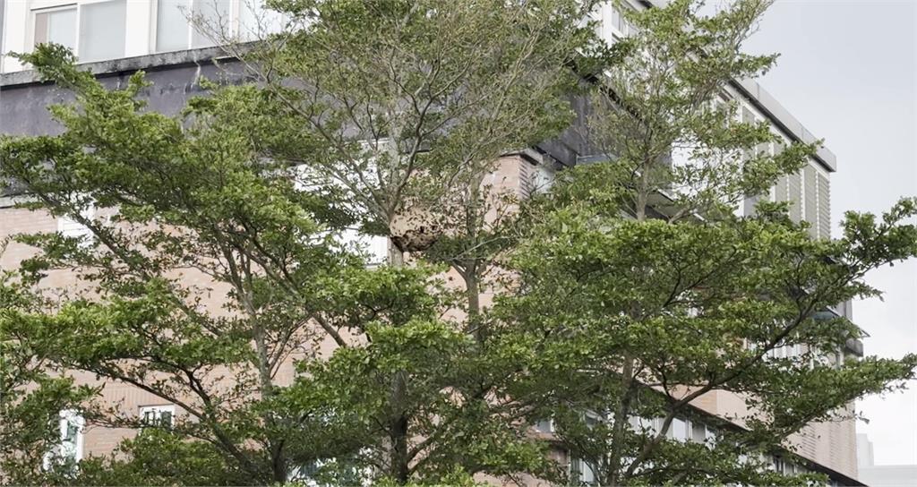 宜蘭某國中有籃球大蜂窩！　得過五天才摘？校方解釋了