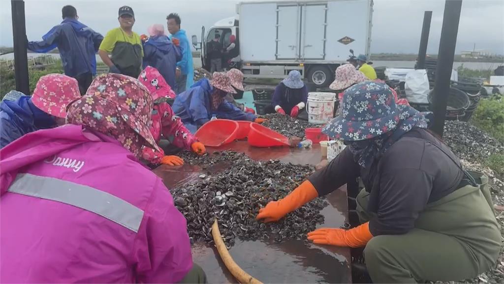 台南七股養殖文蛤災損　立委要求漁業署2週內給方案