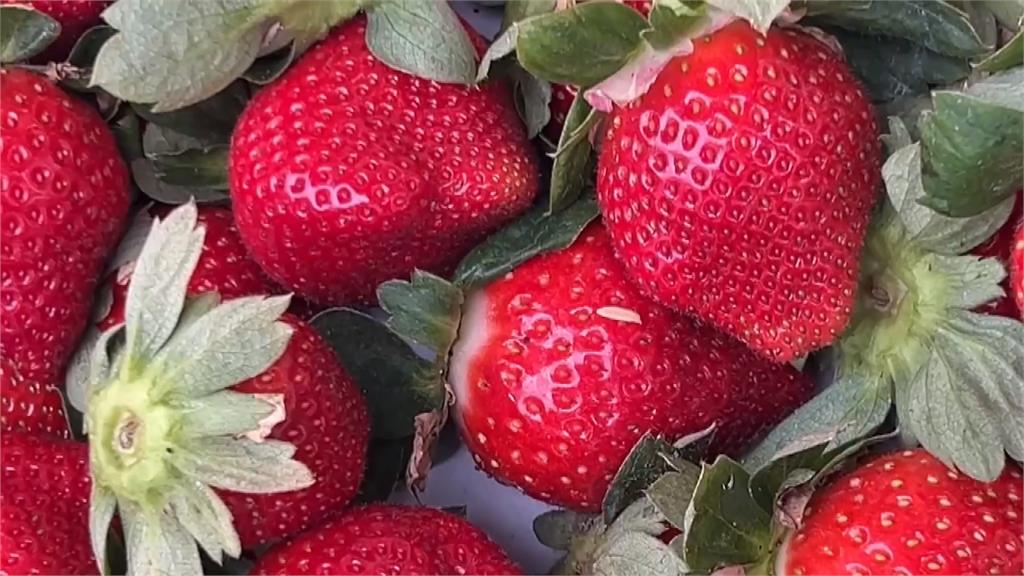 大湖草莓季起跑！　元日連假進入盛產期　草莓飽滿又多汁