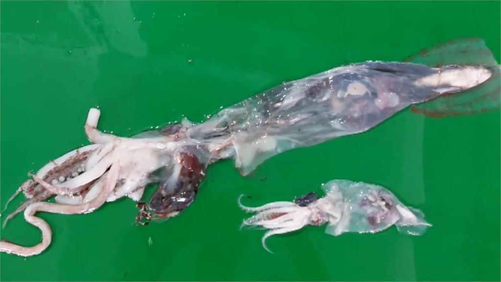 「透明魷魚」現蹤東石！　漁民捕獲稀有巨小頭魷