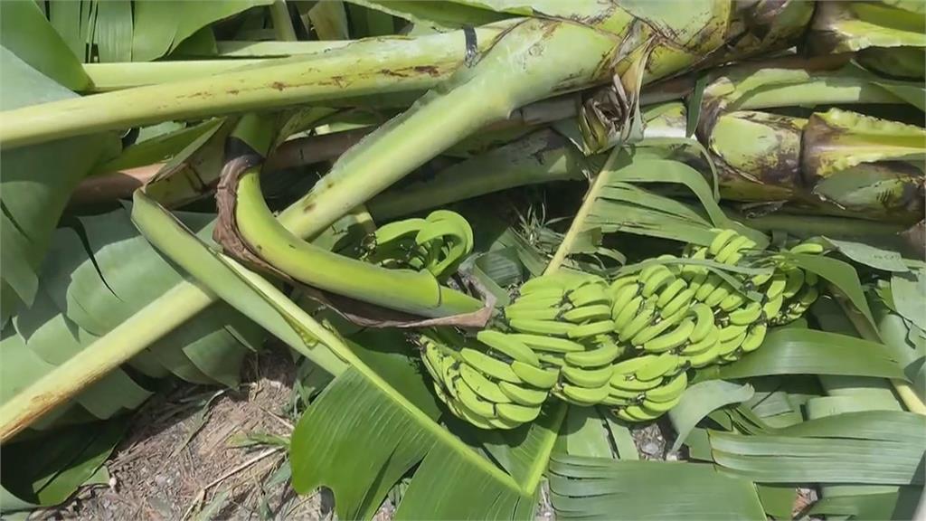 屏東香蕉園嚴重倒伏　受損面積達165公頃