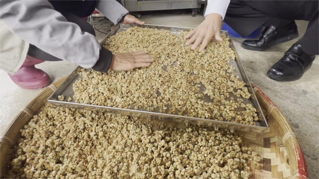 台東初鹿枇杷花逐漸綻放 果農「疏花」泡茶飄香