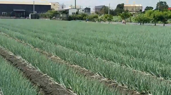 防颱大作戰！　花椰菜田鋪網如蓋棉被防風　蔥田備妥抽水機