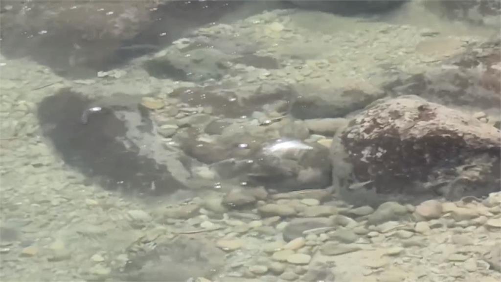 南庄消暑秘境！　＂蓬萊溪護魚步道＂如走入忘憂谷