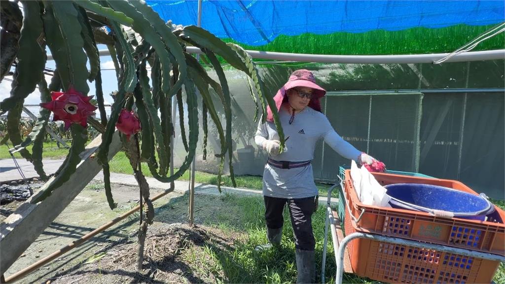 巴威逼近！　彰化雙色火龍果　百香果農　皆忙搶收：恐心血泡湯